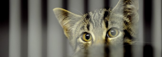 katze.jpg