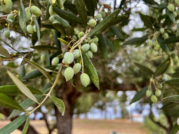 Olivenernte auf Zaknthos
